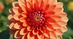 FloraStore Unikalny Kod rabatowy - 5% na wszystkie domowe rośliny na Pl.florastore.com