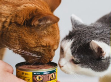 Rudy i szaro-biały kot jedzą mokrą karmę z puszki