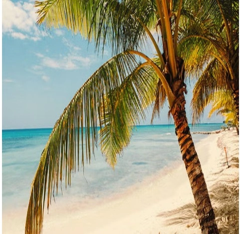Morze, plaża oraz palma