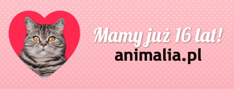 Animalia1